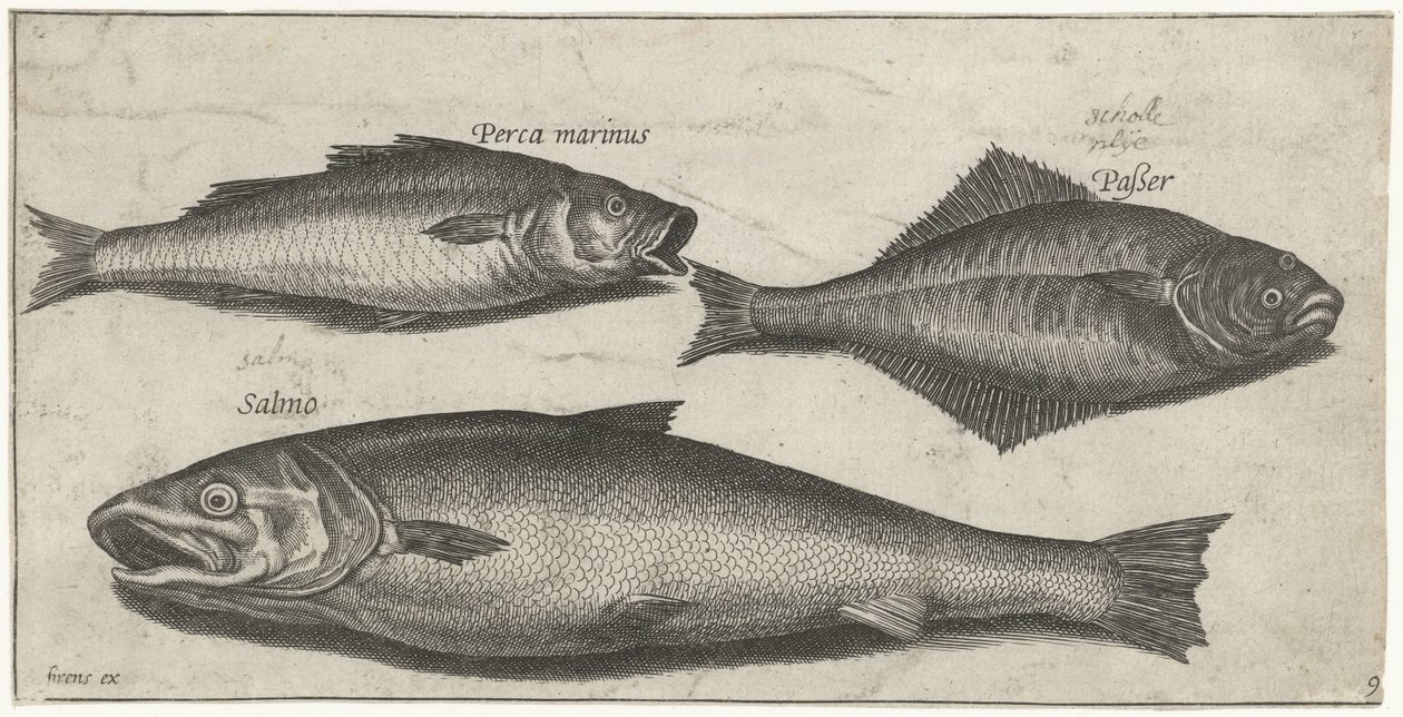 Robalo, linguado e salmão Pesca (título da série) Ícones de Piscium vivae (título da série) de Pierre Firens