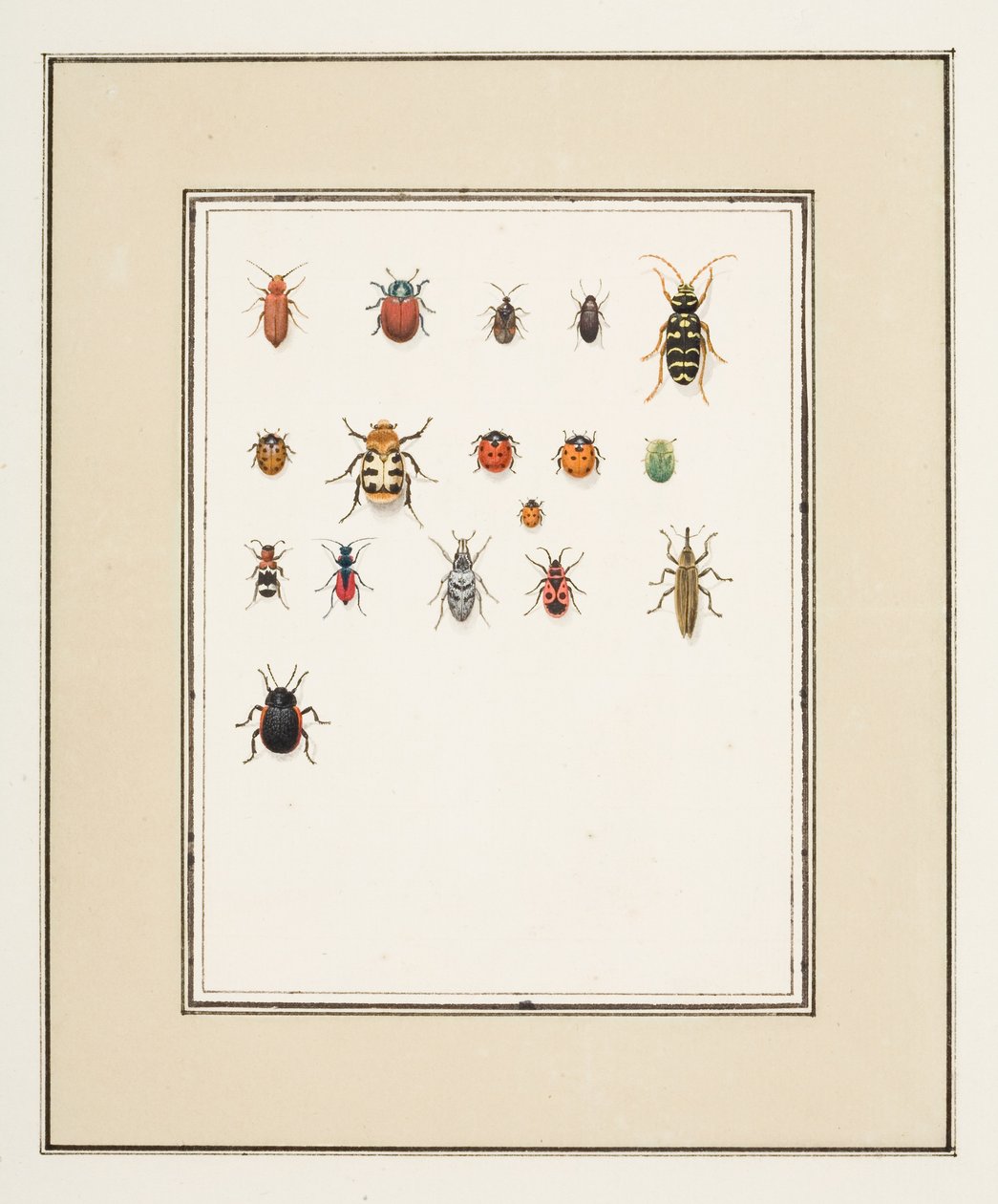 Escaravelhos, c.1755-65 (aguarela sobre papel) de Pierre Francois Ledoulx