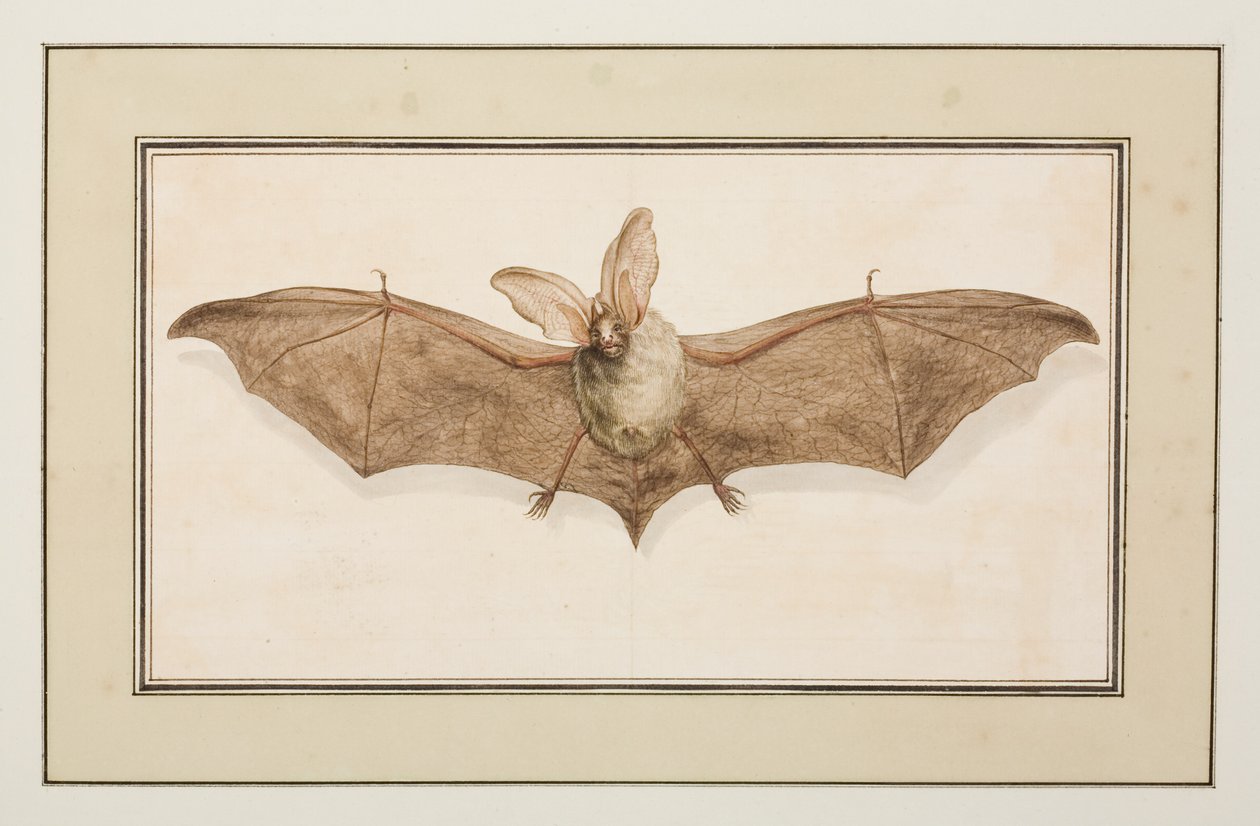 Morcego orelhudo castanho, c.1755-65 (aguarela sobre papel) de Pierre Francois Ledoulx
