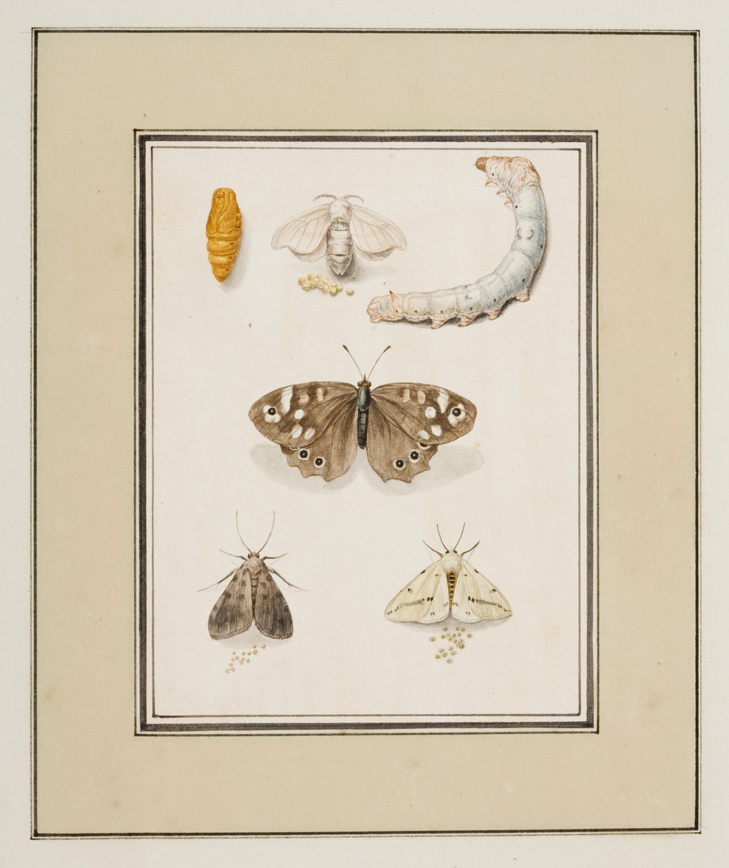 Borboletas, Traças e Lagartas, c.1755-65 (aguarela sobre papel) de Pierre Francois Ledoulx