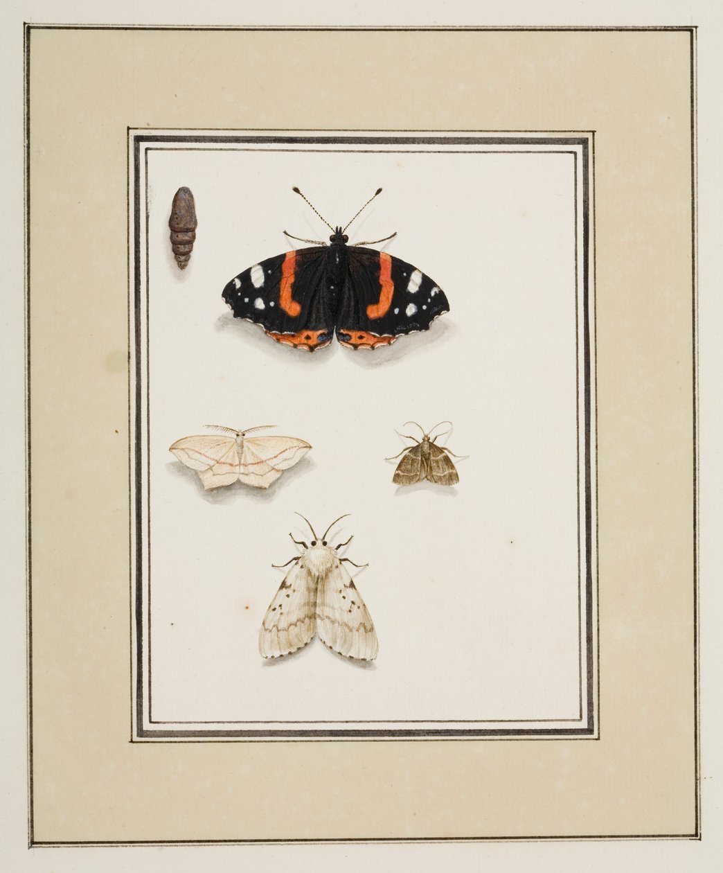 Borboletas, c.1755-65 (aguarela sobre papel) de Pierre Francois Ledoulx