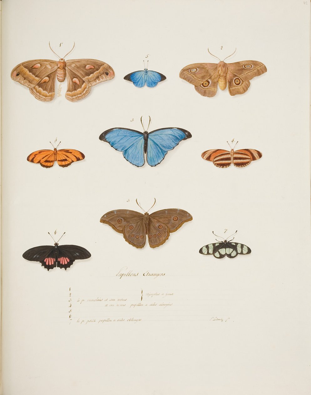 Borboletas estrangeiras, c.1755-65 (aguarela sobre papel) de Pierre Francois Ledoulx
