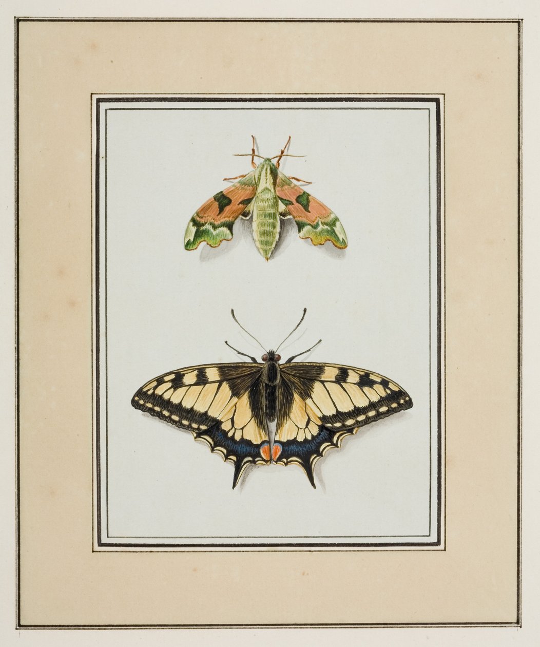 Traça Falcão e Borboleta de Cauda de Andorinha do Velho Mundo, c.1755-65 (aguarela sobre papel) de Pierre Francois Ledoulx