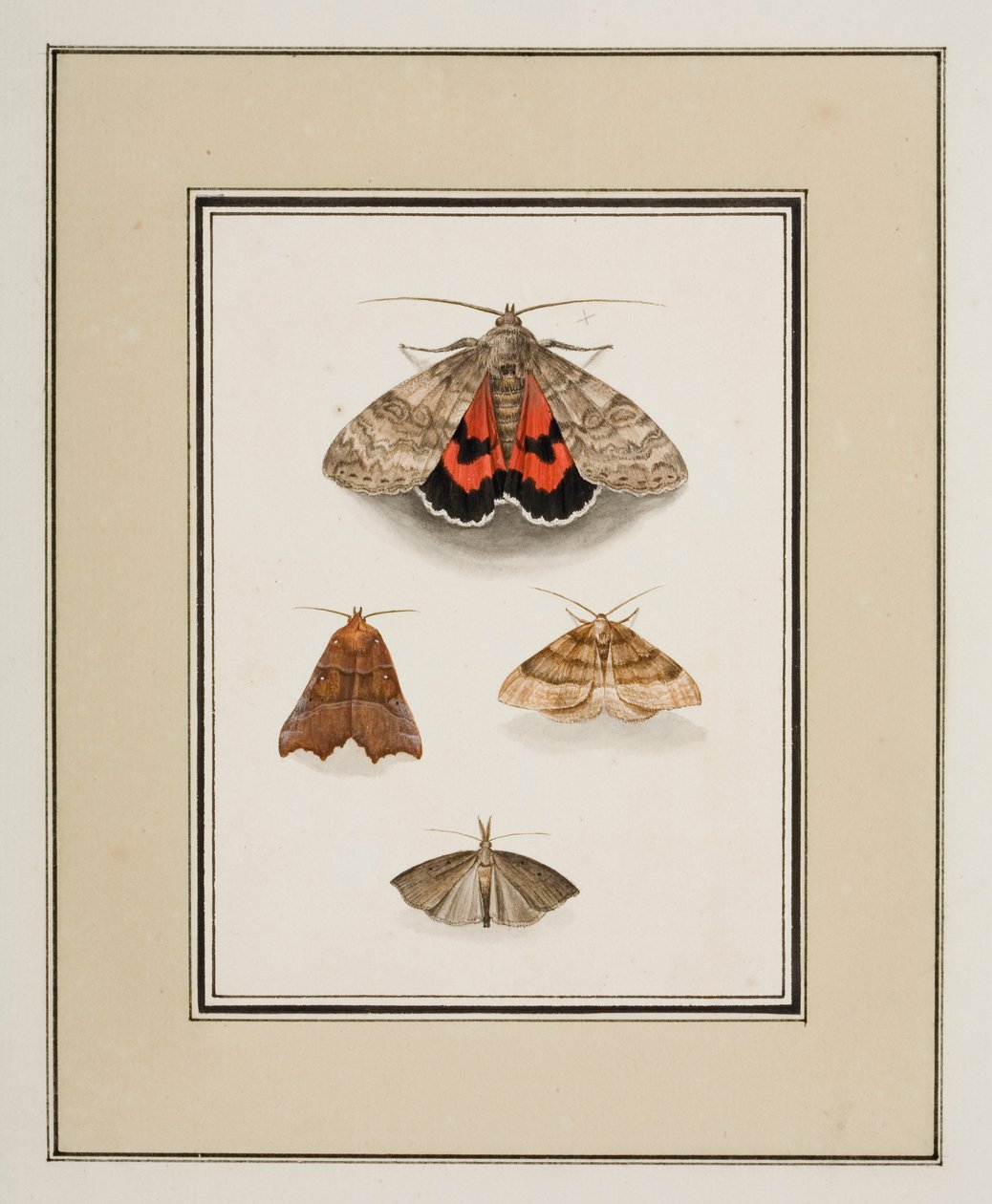 Traças, c.1755-65 (aguarela sobre papel) de Pierre Francois Ledoulx