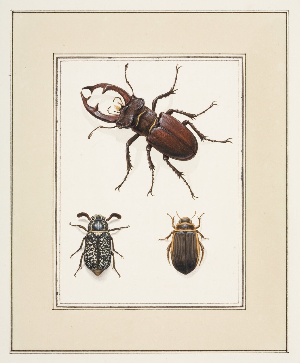 Stag, Chafer e Geelgerande Beetles, c.1755-65 (aguarela sobre papel) de Pierre Francois Ledoulx