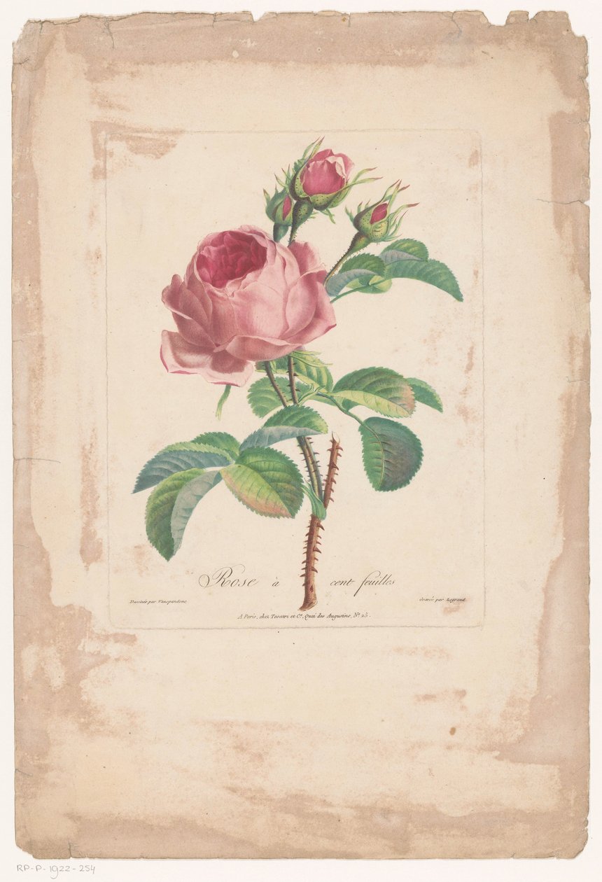 quartos de honderdbladige Hundred Leaf Rose (título no objeto) de Pierre François Legrand