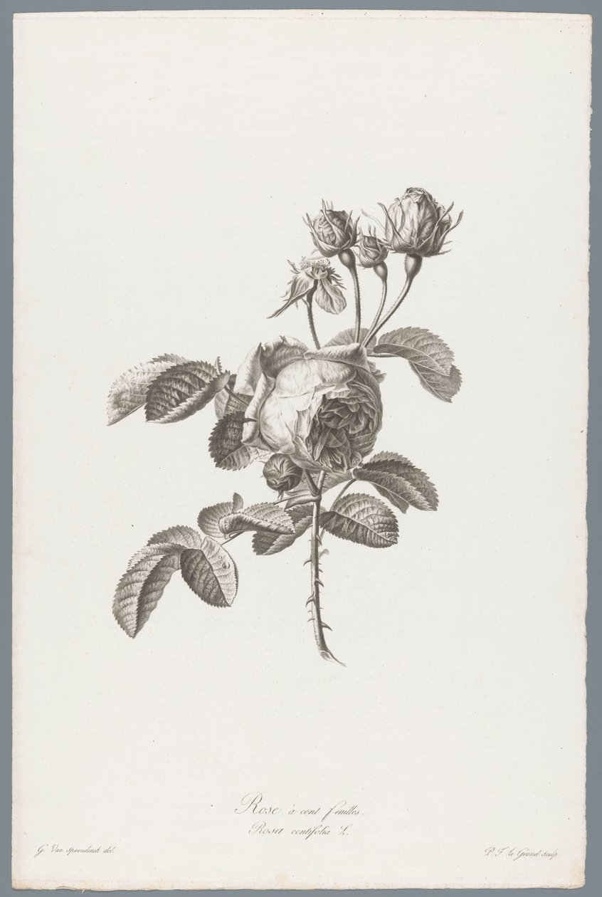 Galos Honderdbladige
Rose à cent feuilles / Rosa centifolia L. (título sobre o objecto)
Flores extraídas da natureza (...) (título da série) de Pierre François Legrand