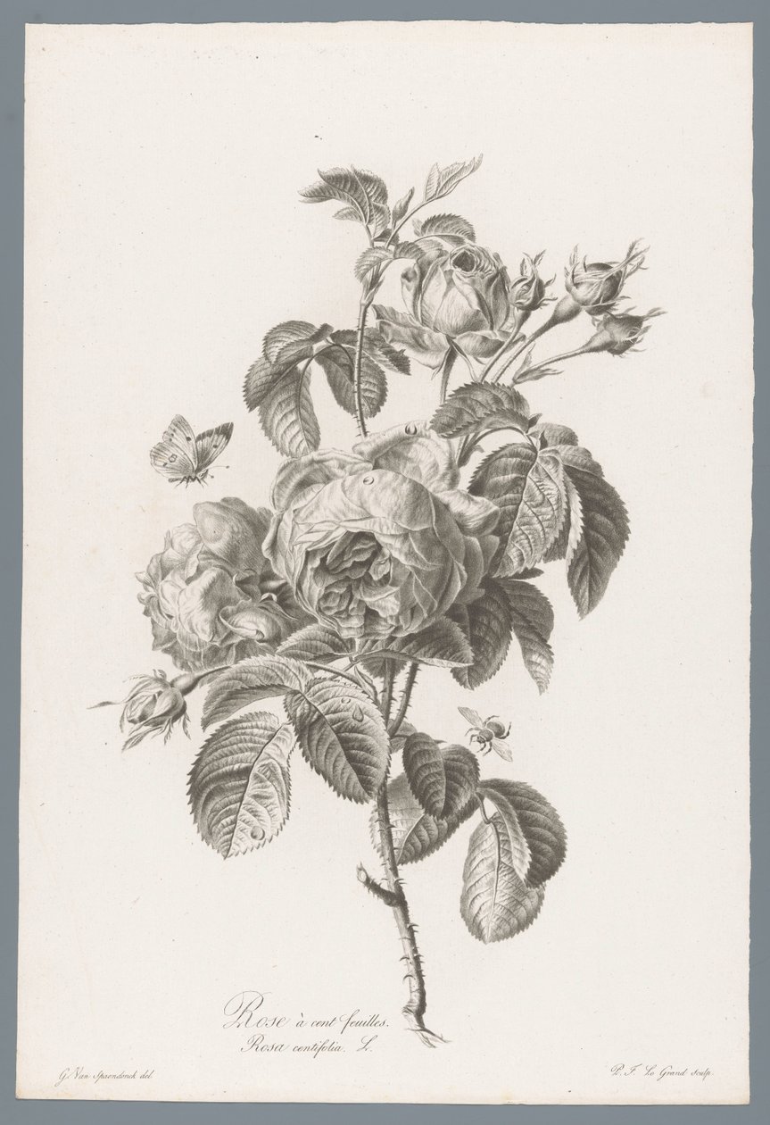 Galos Honderdbladige
Rose à cent feuilles / Rosa centifolia L. (título sobre o objecto)
Flores extraídas da natureza (...) (título da série) de Pierre François Legrand