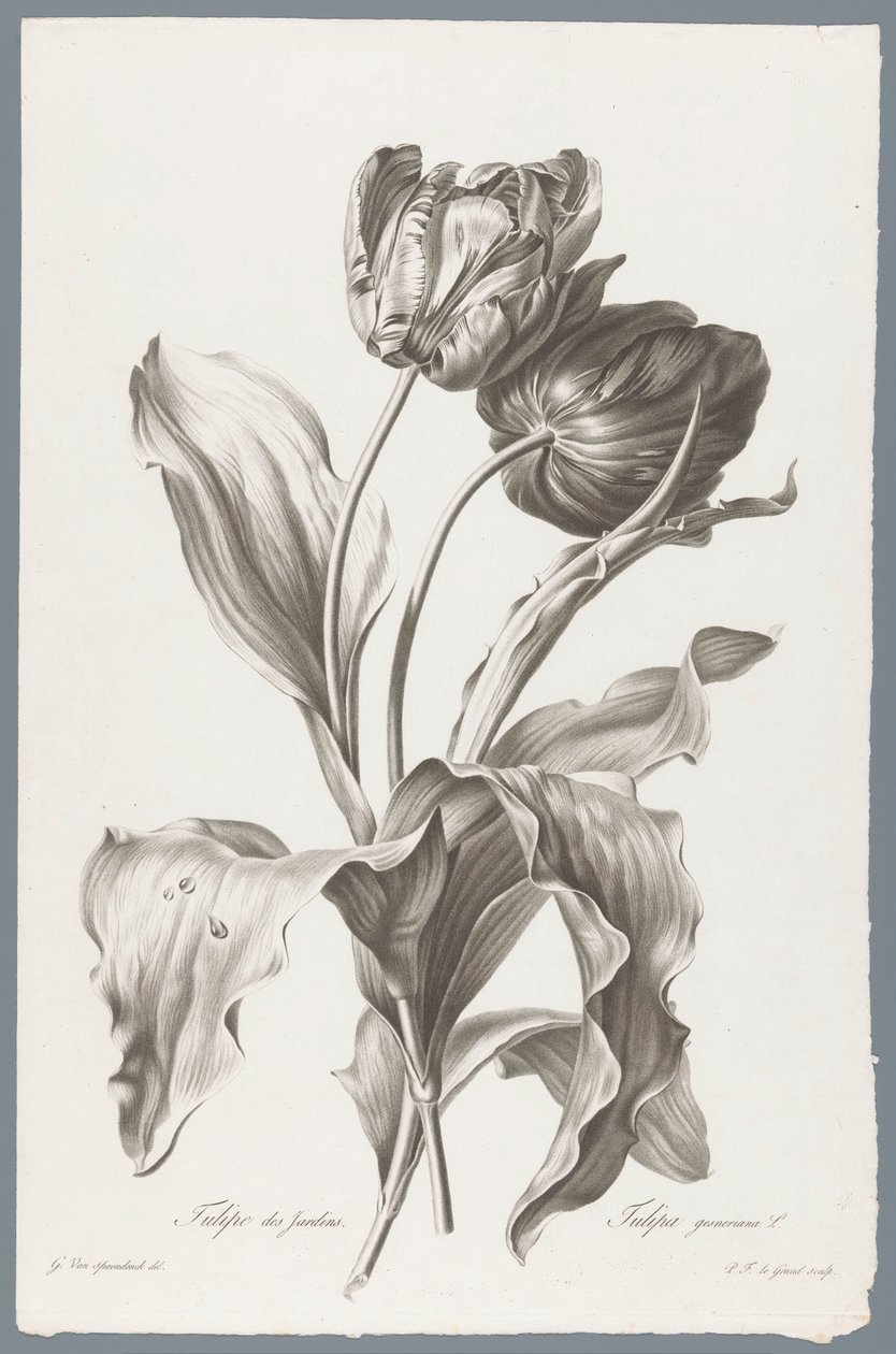 Tulp
Tulipa de Jardim / Tulipa gesneriana L. (título sobre o objecto)
Flores tiradas da vida (...) (título da série) de Pierre François Legrand