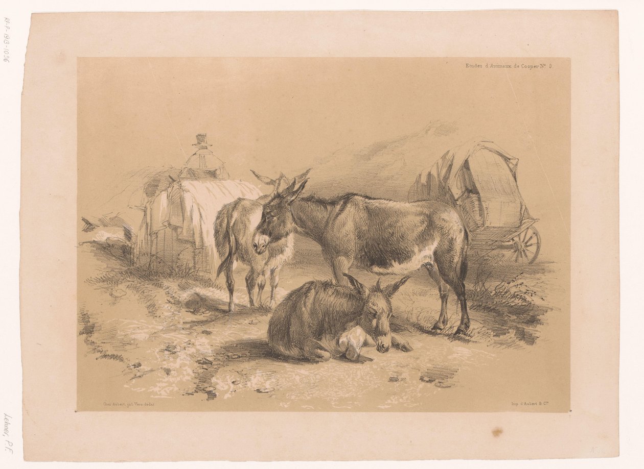 Estudo de três burros Cooper