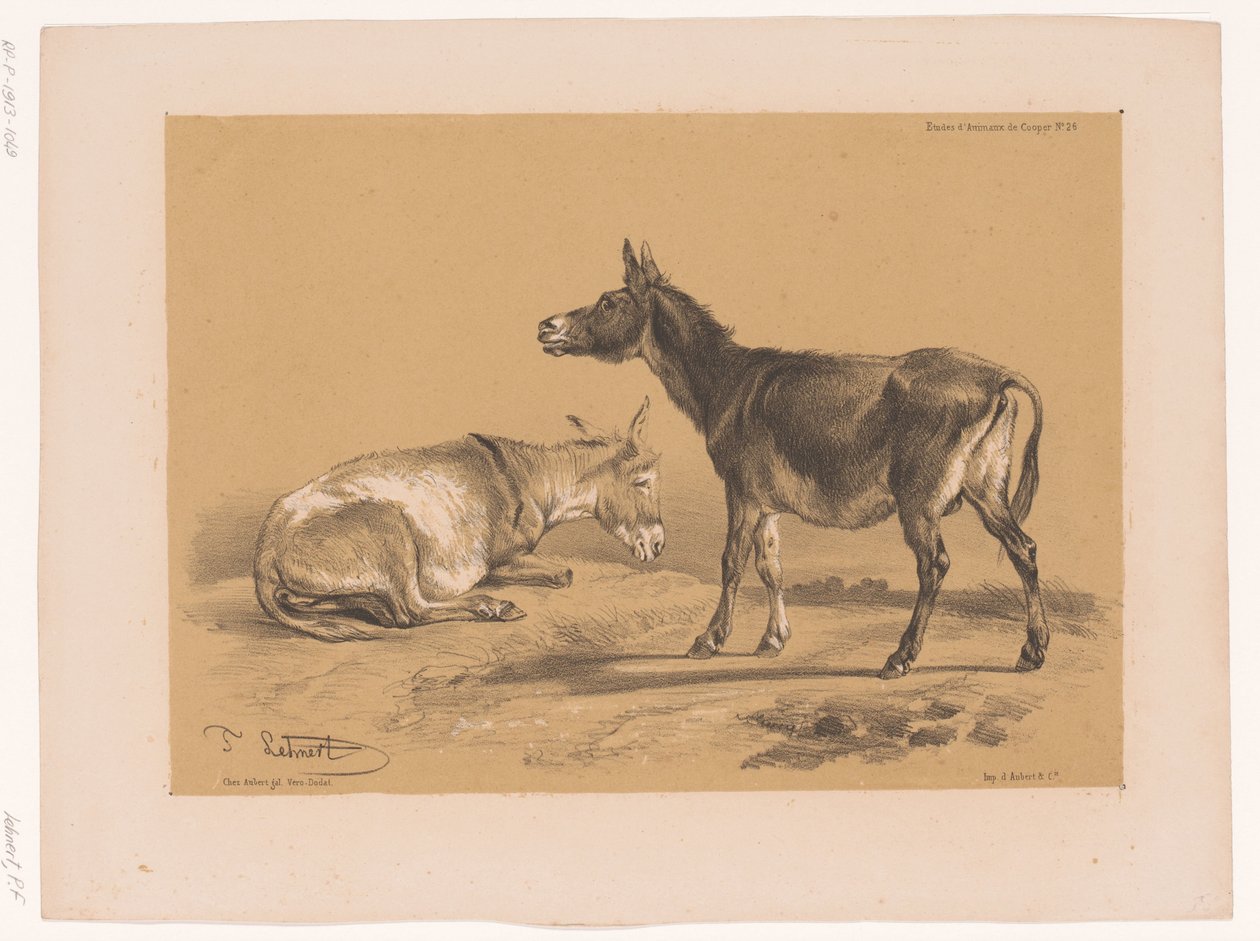 Estudo de dois burros Cooper