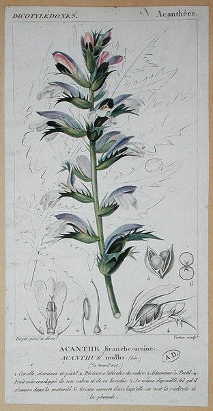 Acanthus Mollis, c.1820 (gravação a cores) de Pierre Jean Francois (after) Turpin