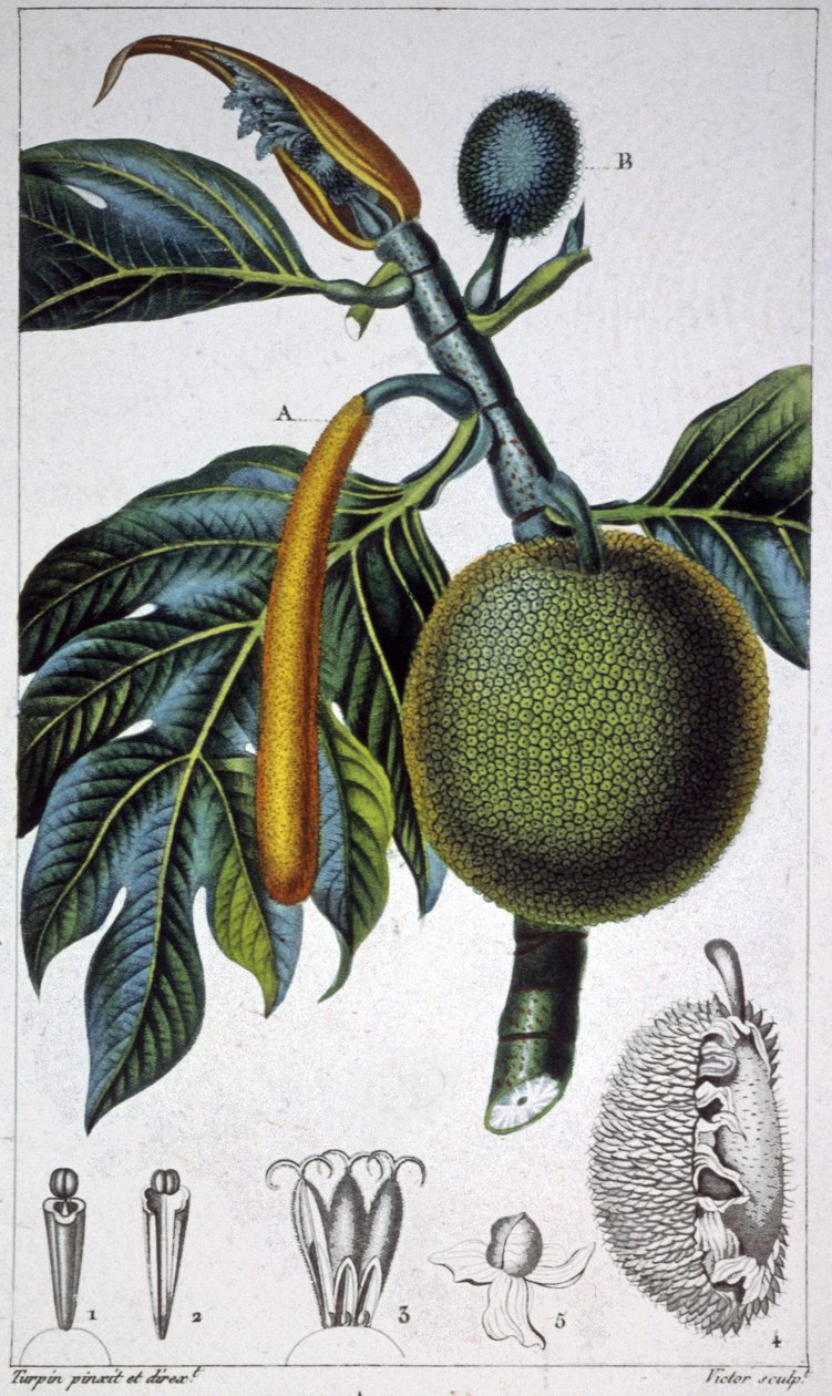 Pão de fruta de Pierre Jean Francois (after) Turpin