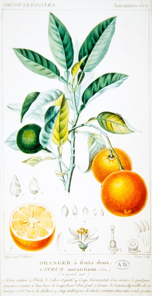 Citrus Aurantium ou Seville Orange , c.1820 (gravação a cores) de Pierre Jean Francois (after) Turpin