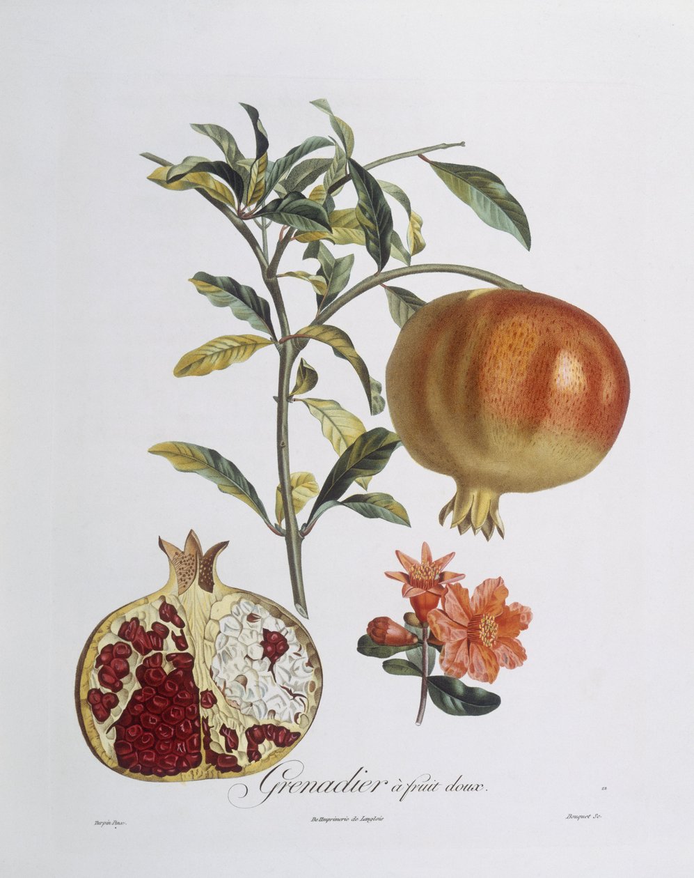 Romã (Punica granatum) gravada por Henry Louis Duhamel du Monceau (gravura colorida) de Pierre Jean Francois (after) Turpin