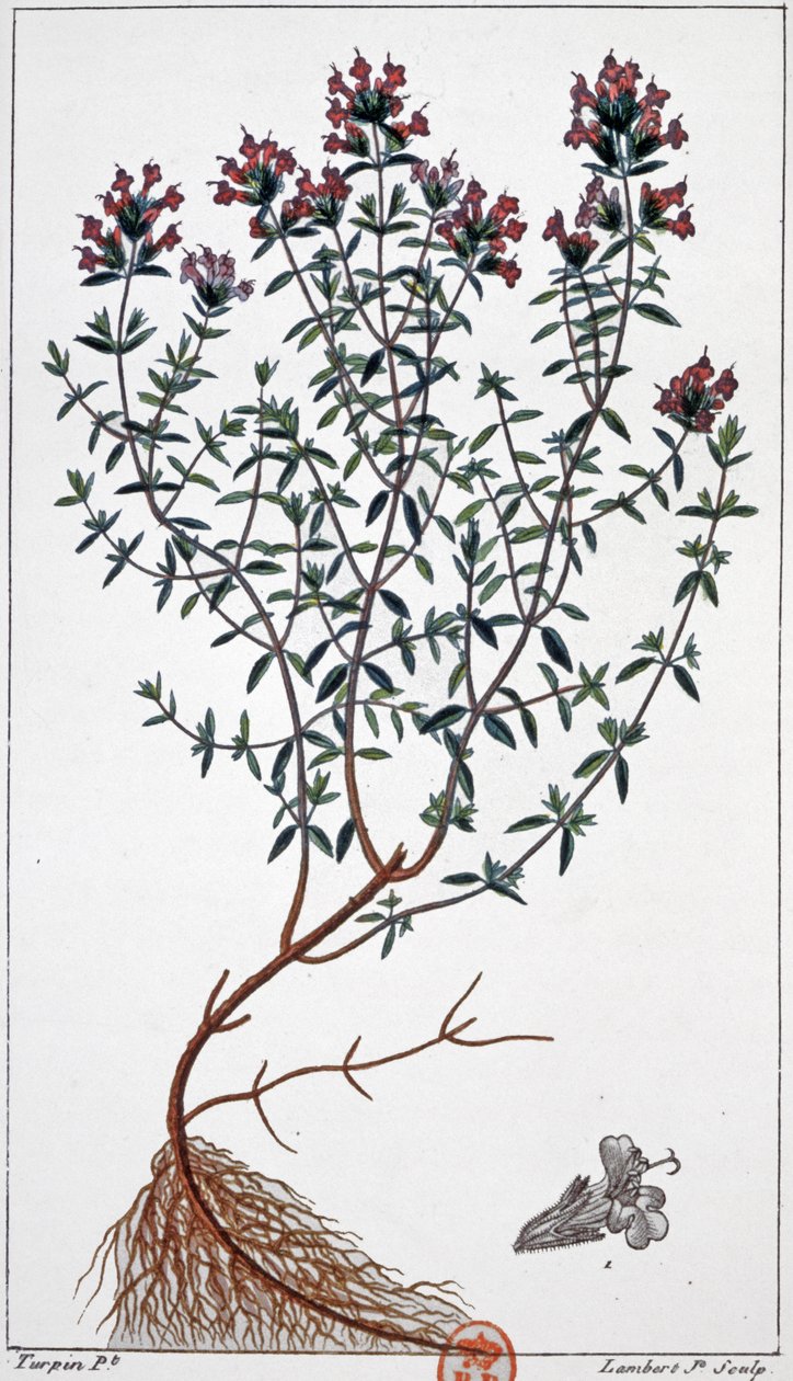 Tomilho, c.1850 (gravura) de Pierre Jean Francois (after) Turpin