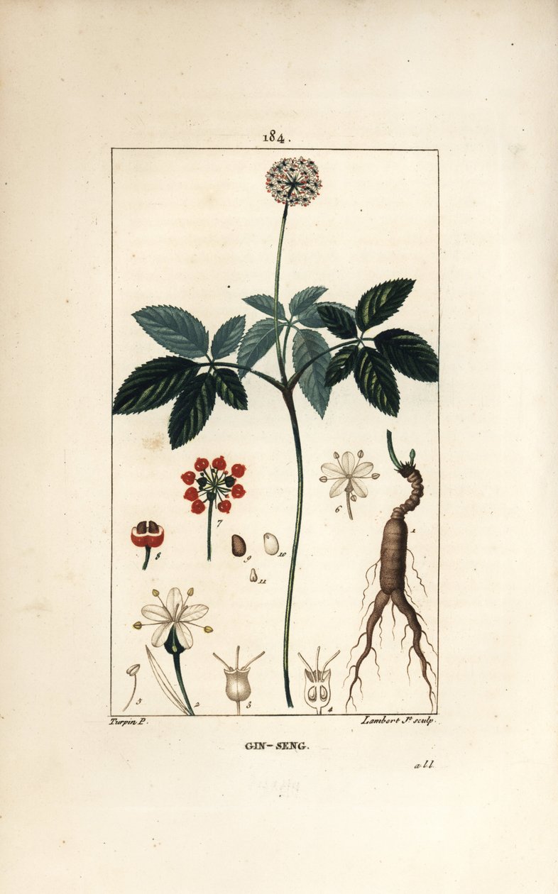 Ginseng americano ou um cinq leaflets - Ginseng, Panax quinquefolium, com flor, folha, semente e raiz. Gravura em chapa de cobre colorida à mão por Lambert Junior a partir de um desenho de Pierre Jean-Francois Turpin de Chaumeton, Poiret e Chamberet de "La de Pierre Jean Francois Turpin
