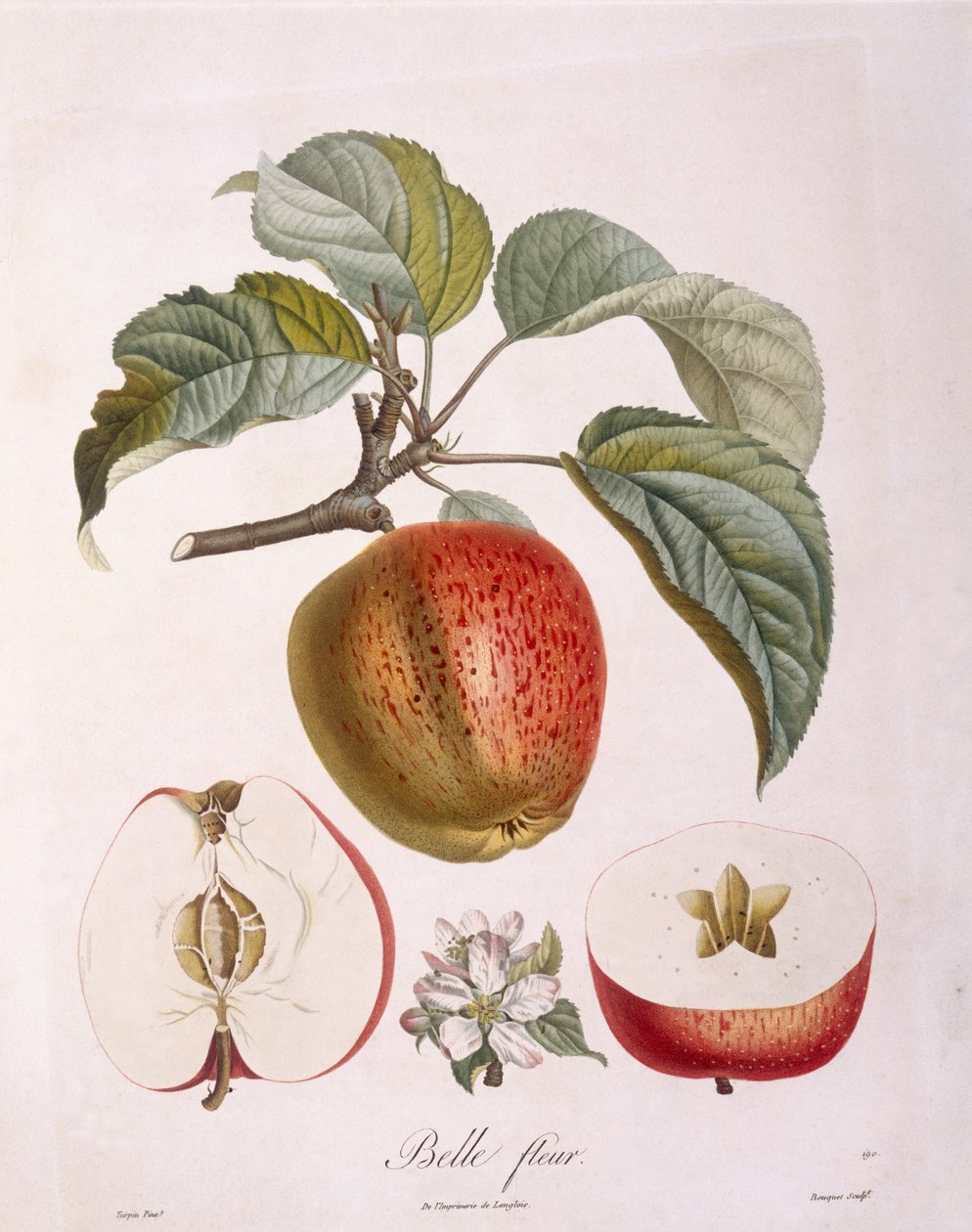 Maçã "Belle fleur" Henry Louis Duhamel du Monceau, placa botânica de Pierre Jean Francois Turpin de Pierre Jean Francois Turpin