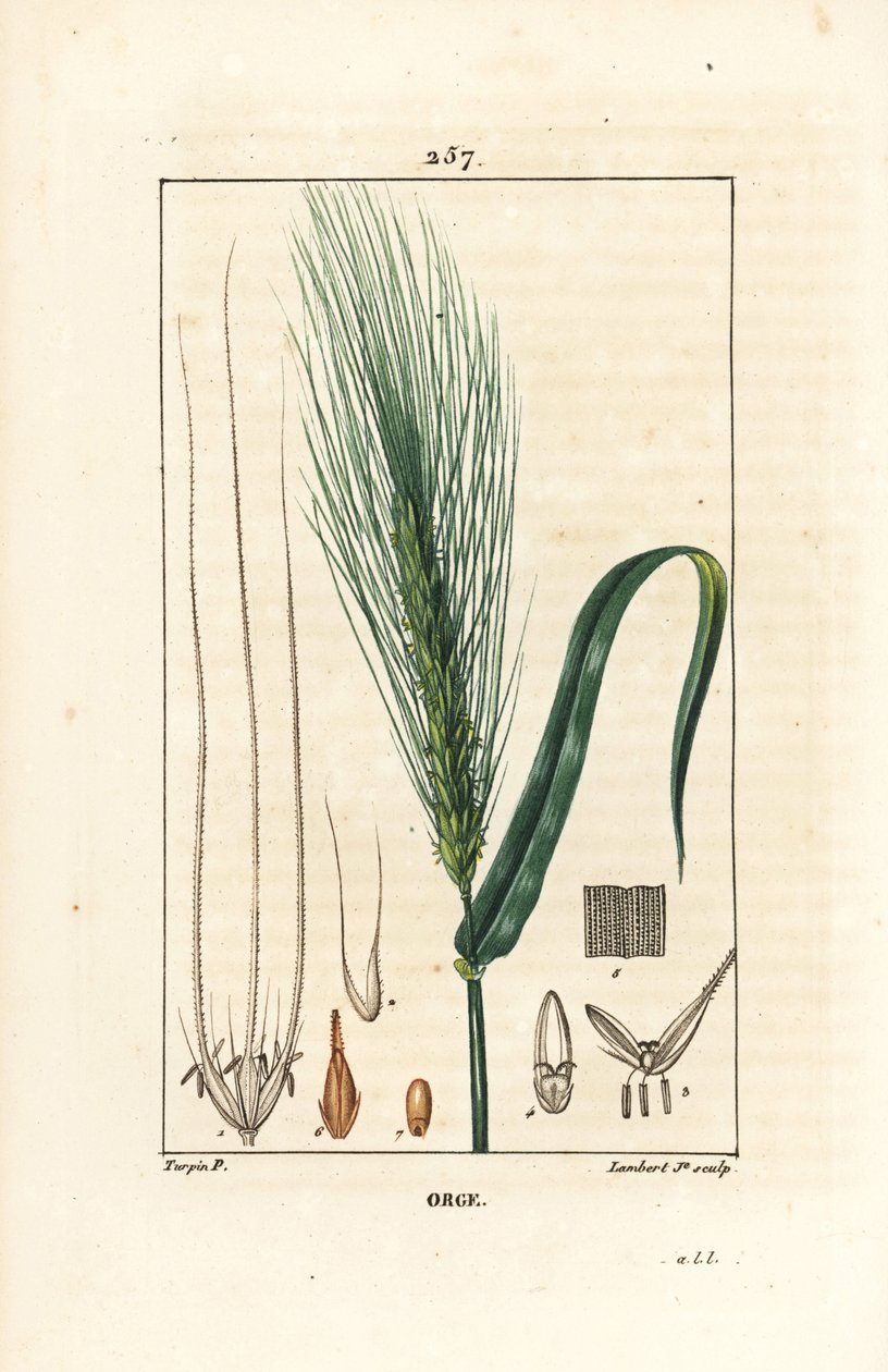 Cevada - Cevada, Hordeum vulgare, mostrando pedúnculo, folha e espiga de semente. Gravura em chapa de cobre colorida à mão por Lambert Junior a partir de um desenho de Pierre Jean-Francois Turpin de Chaumeton, Poiret e Chamberet "La Flore Medicale", Paris, de Pierre Jean Francois Turpin