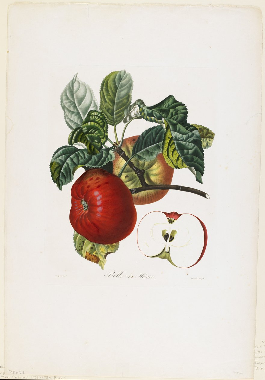 Belle de Havre (maçã), de Milking Fruit Trees, 1807-35 (gravura pontilhada à mão) de Pierre Jean Francois Turpin