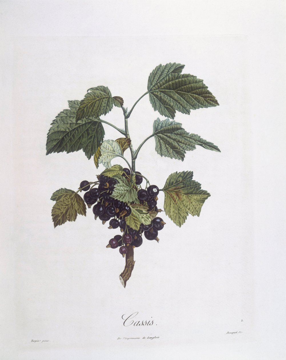 Groselha-negra (Ribes nigrum) ou cassis Noir de Bourgogne Henry Louis Duhamel du Monceau, placa botânica de Pierre Jean Francois Turpin de Pierre Jean Francois Turpin