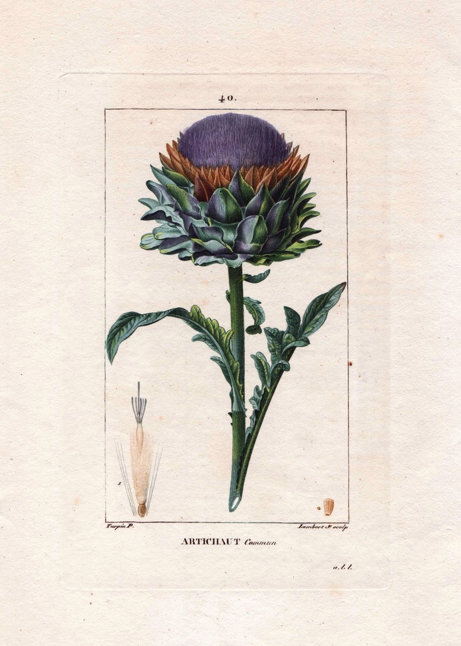 Botânico: alcachofra - Artichoke planta, folhas e flor, Cynara cardunculus. Gravura em chapa de cobre colorida à mão por Lambert a partir de um desenho de Pierre Jean-Francois Turpin de Chaumeton, "La Flore Medicale" de Poiret et Chamberet, Paris, Panckouc de Pierre Jean Francois Turpin