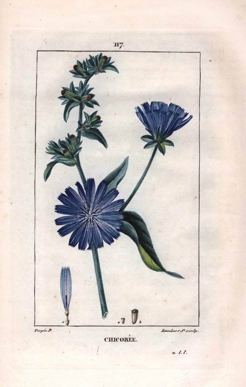 Botânico: chicória com flor - Planta de chicória e flor, Cichorium intybus. Gravura de chapa de cobre colorida à mão por Lambert a partir de um desenho de Pierre Jean-Francois Turpin de Chaumeton, "La Flore Medicale" de Poiret e Chamberet, Paris, Panckouc de Pierre Jean Francois Turpin