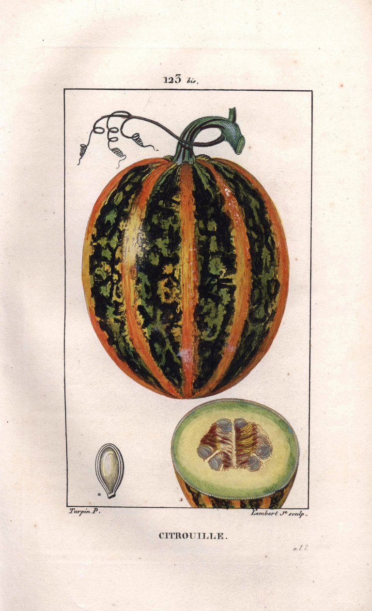 Botânico: abóbora - Abóbora, semente e secção através da fruta, abóbora, Cucurbita pepo. Gravura em chapa de cobre colorida à mão por Lambert a partir de um desenho de Pierre Jean-Francois Turpin de Chaumeton, "La Flore Medicale", de Poiret et Chamberet, P de Pierre Jean Francois Turpin