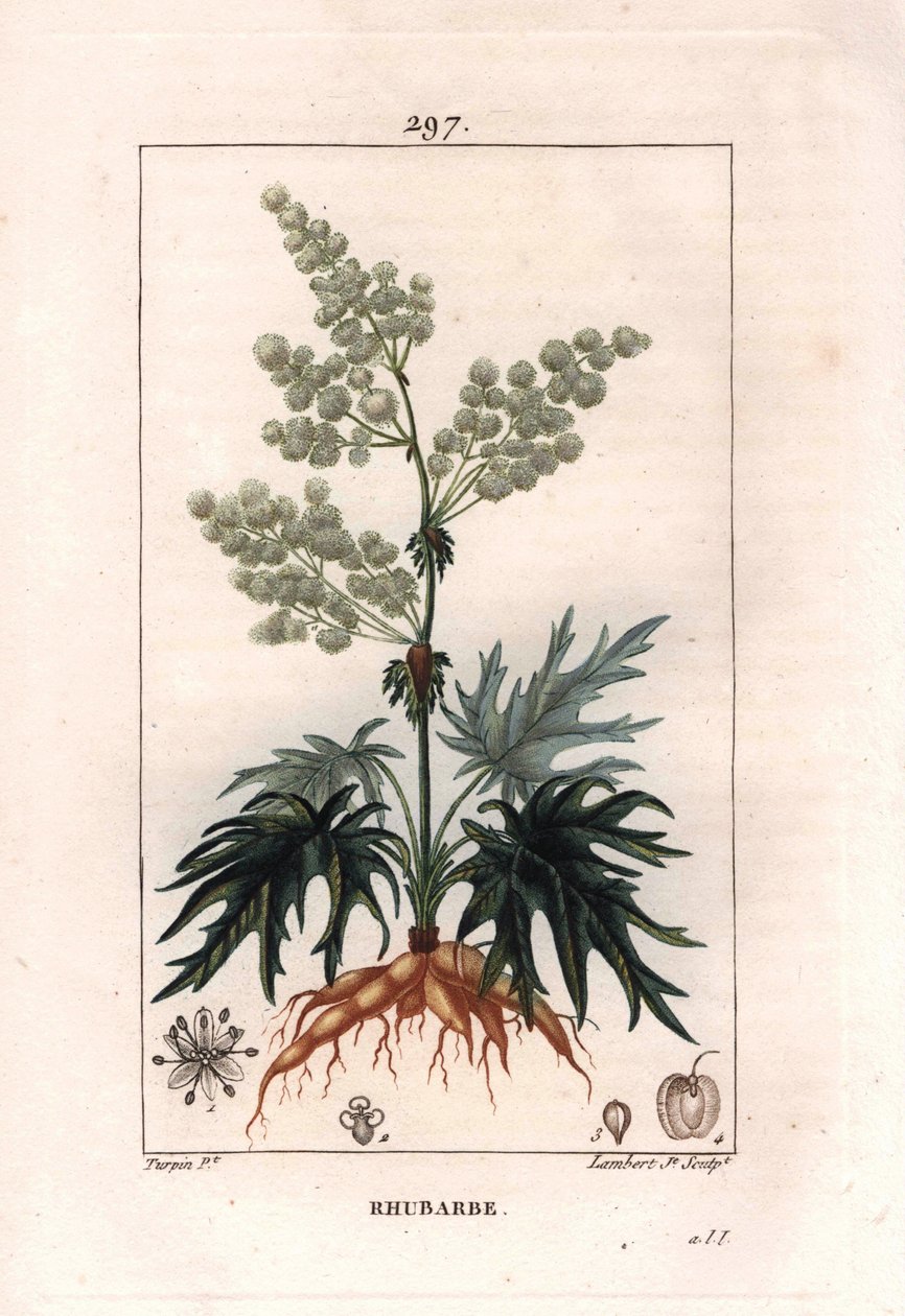 Botânica: ruibarbo - planta, folhas e raízes do ruibarbo, Rheum rhabarbarum. Gravura em chapa de cobre colorida à mão por Lambert a partir de um desenho de Pierre Jean-Francois Turpin de Chaumeton, "La Flore Medicale" de Poiret et Chamberet, Paris, Panckou de Pierre Jean Francois Turpin