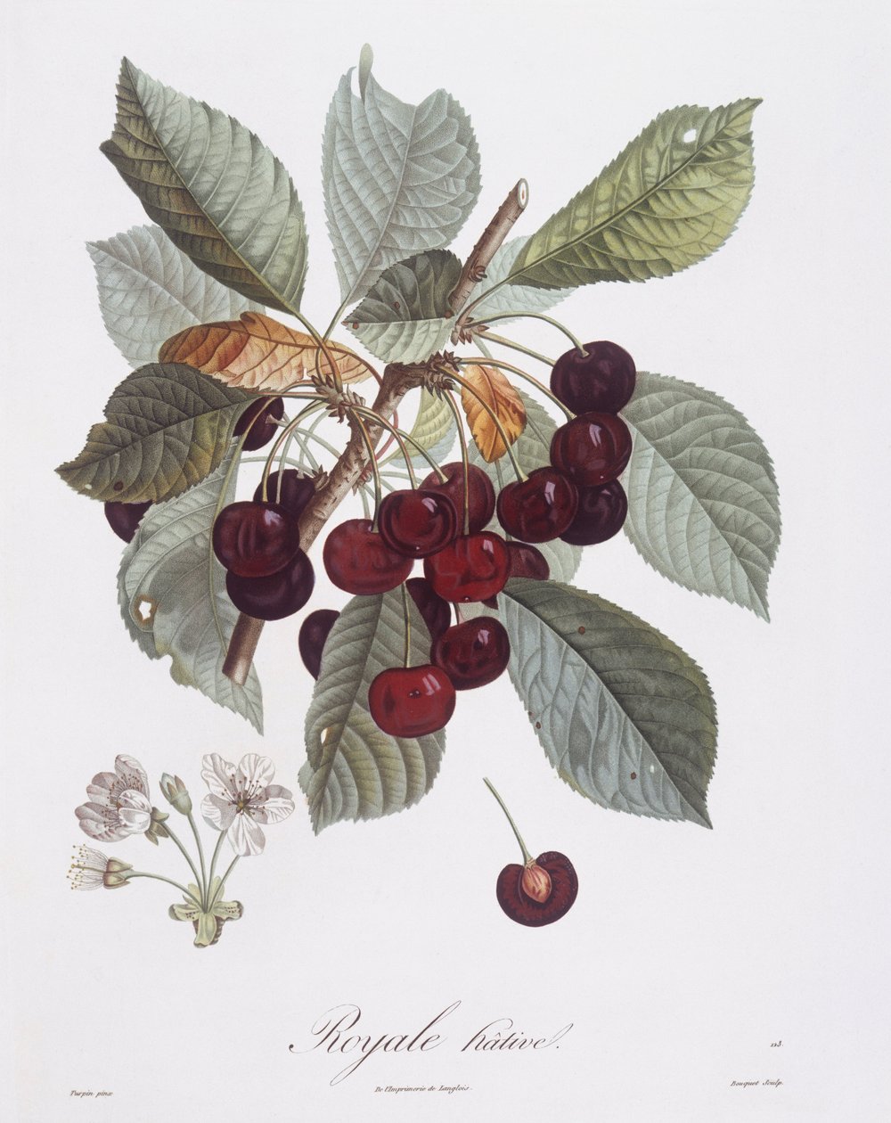 Cerejeira (Prunus avium), Henry Louis Duhamel du Monceau, placa botânica de Pierre Jean Francois Turpin de Pierre Jean Francois Turpin