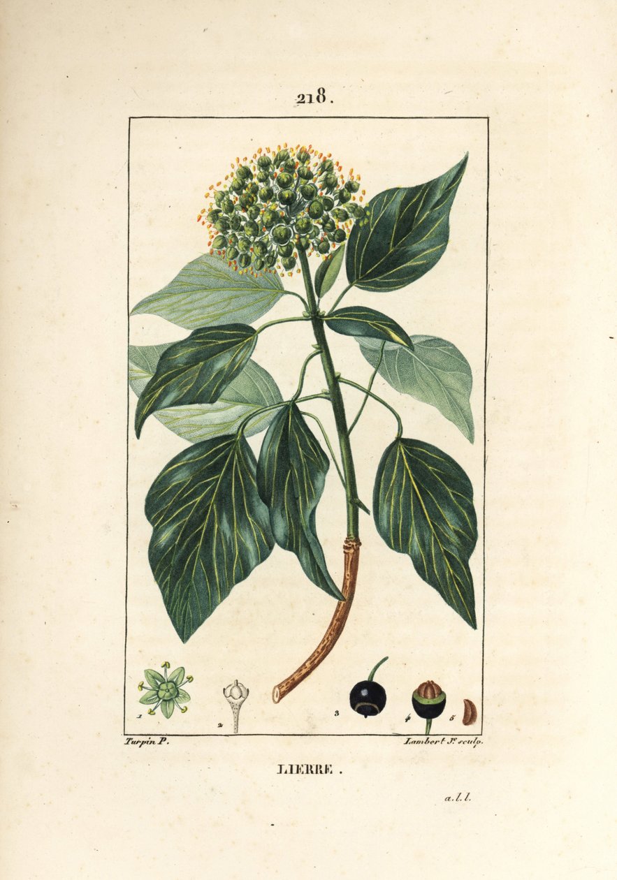 Hera trepadora - Hera comum, Hedera helix. Gravura em chapa de cobre colorida à mão por Lambert Junior a partir de um desenho de Pierre Jean-Francois Turpin de Chaumeton, Poiret e Chamberet "La Flore Medicale", Paris, Panckoucke de Pierre Jean Francois Turpin