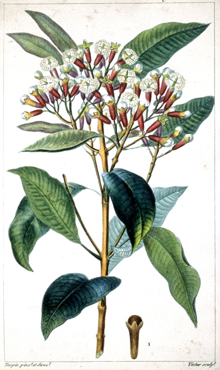 Cravinho e cravinho, meados do século XIX (litografia) de Pierre Jean Francois Turpin