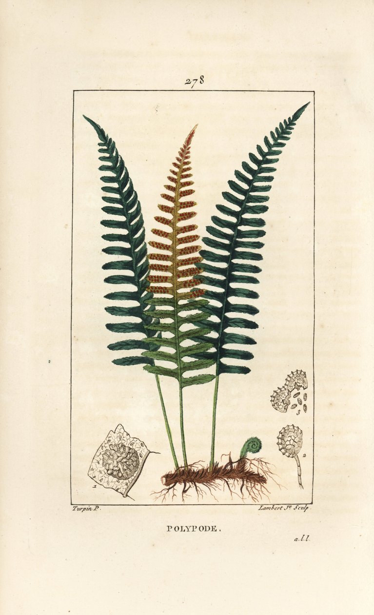Polypod comum - samambaia Polypody, Polypodium vulgare, com folha, semente e raiz. Gravura em chapa de cobre colorida à mão por Lambert Junior a partir de um desenho de Pierre Jean-Francois Turpin de Chaumeton, Poiret e Chamberet "La Flore Medicale", Paris de Pierre Jean Francois Turpin