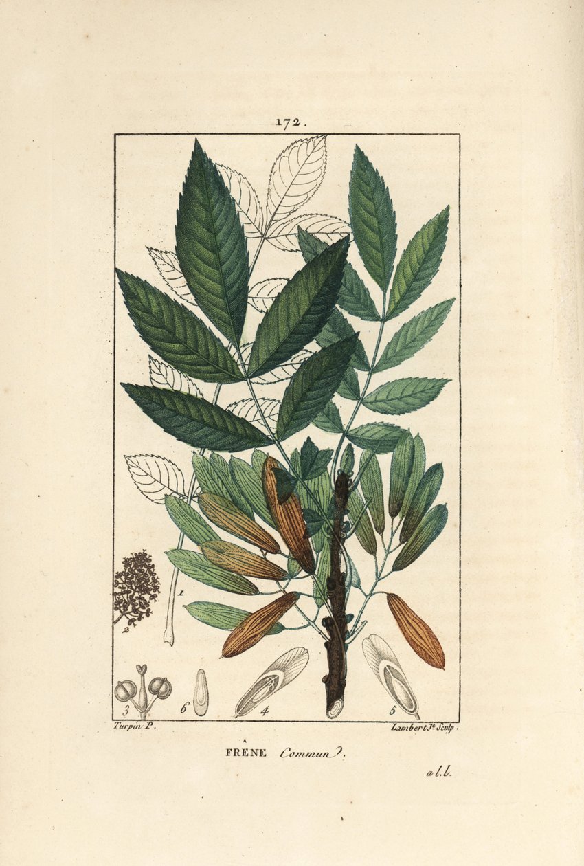 Freixo comum ou freixo eleve - Freixo árvore, Fraxinus excelsior, mostrando ramo, folhas, sementes e folha em contorno. Gravura de chapa de cobre colorida à mão por Lambert Junior a partir de um desenho de Pierre Jean-Francois Turpin de Chaumeton, Poiret e de Pierre Jean Francois Turpin