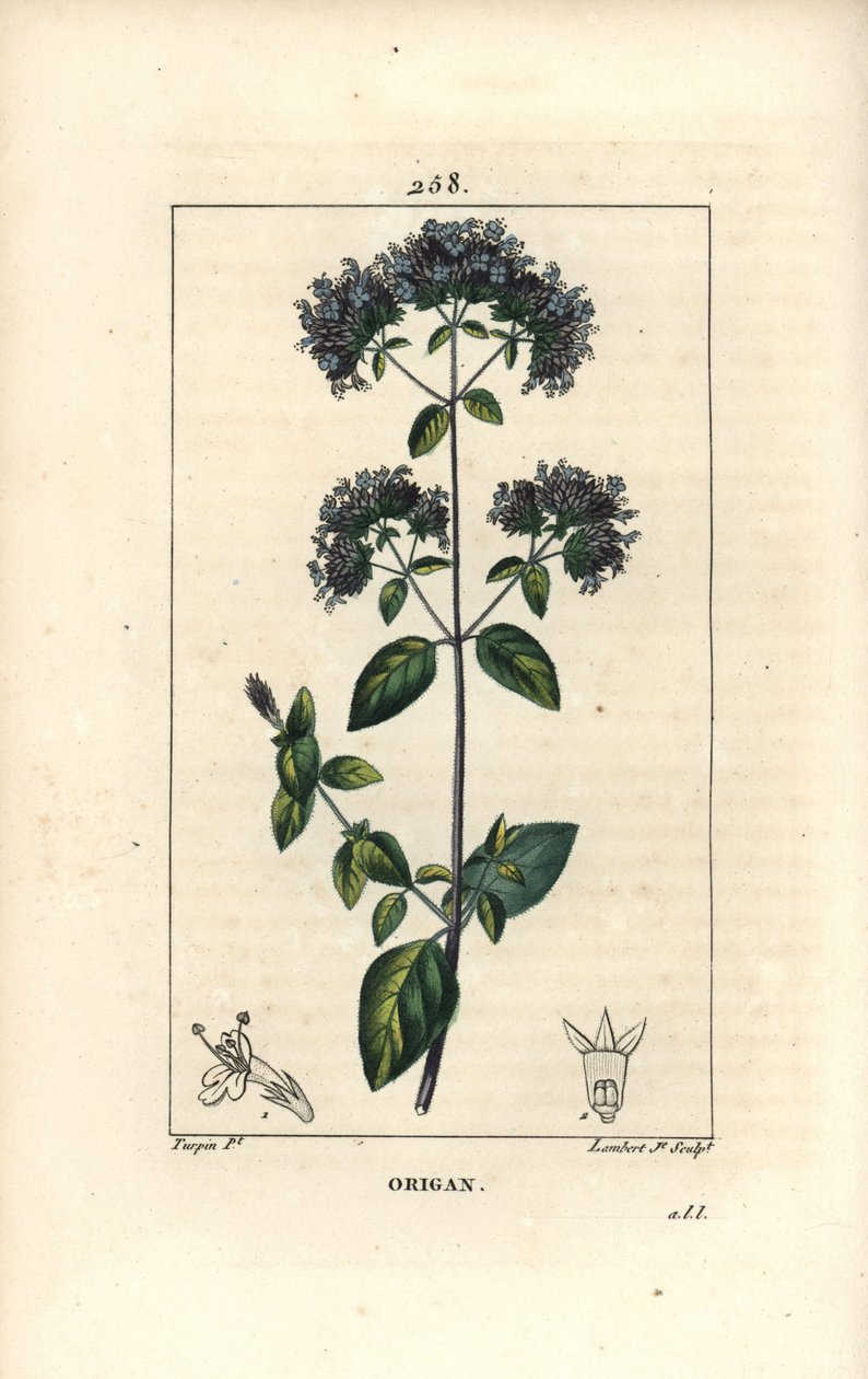 Orégãos comuns, também chamados de manjerona selvagem - Orégãos ou manjerona selvagem, Origanum vulgare, com flor, folha, talo e semente. Gravura em chapa de cobre colorida à mão por Lambert Junior a partir de um desenho de Pierre Jean-Francois Turpin de C de Pierre Jean Francois Turpin