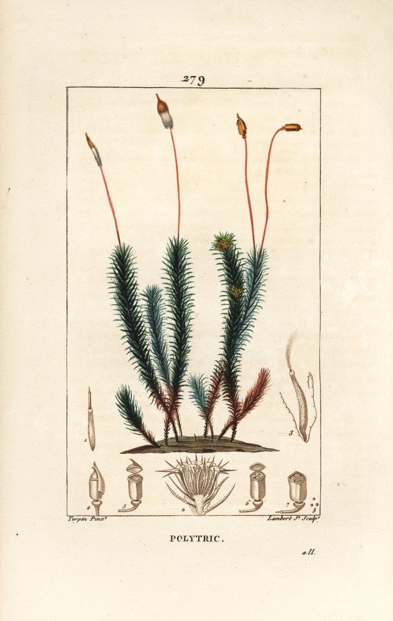 Politrichum comum (espuma) - Musgo capilar comum, politrichum comum. Gravura em chapa de cobre colorida à mão por Lambert Junior a partir de um desenho de Pierre Jean-Francois Turpin de Chaumeton, Poiret e Chamberet "La Flore Medicale", Paris, Panckoucke de Pierre Jean Francois Turpin
