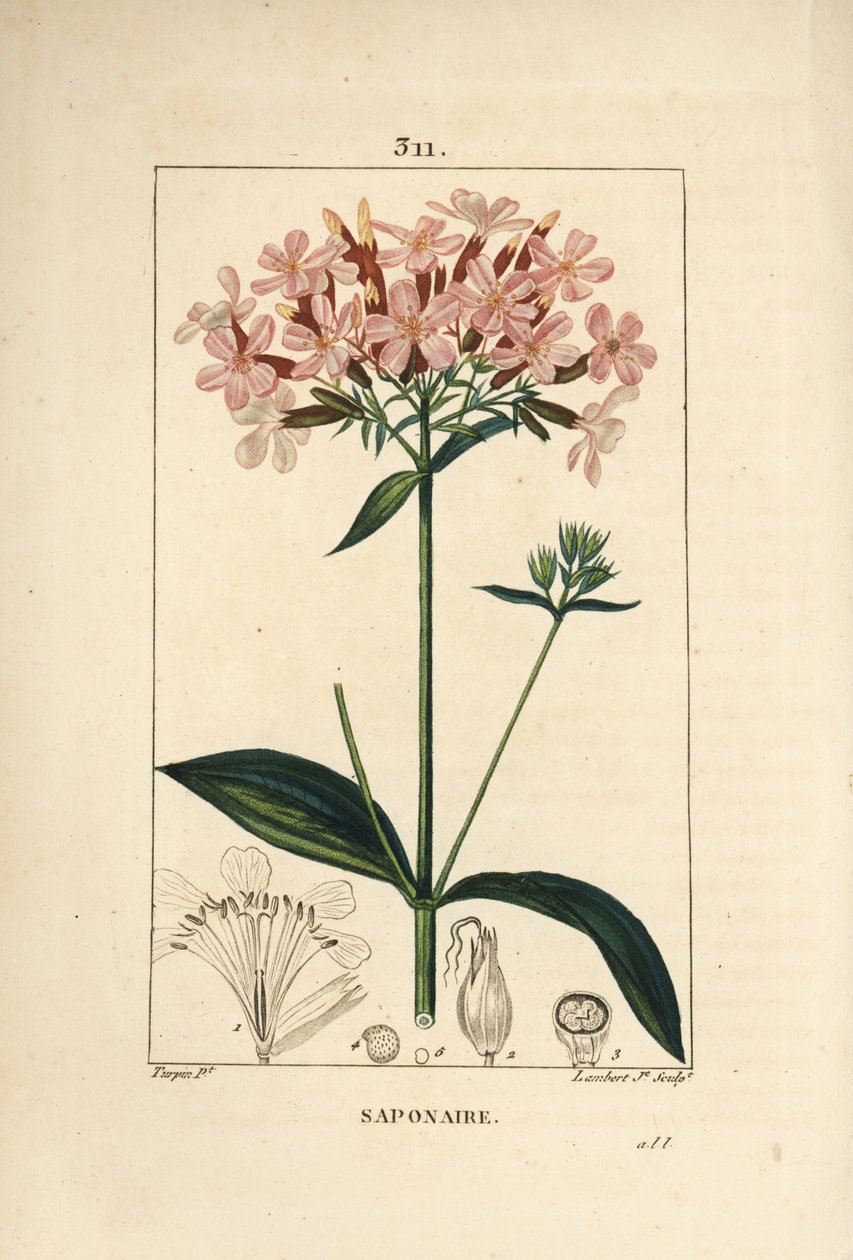 Saboaria comum, Saponaria officinalis, com flor, folha, caule e semente. Gravura em chapa de cobre colorida à mão por Lambert Junior a partir de um desenho de Pierre Jean-Francois Turpin de Chaumeton, Poiret e Chamberet "La Flore Medicale", Paris, Panck de Pierre Jean Francois Turpin