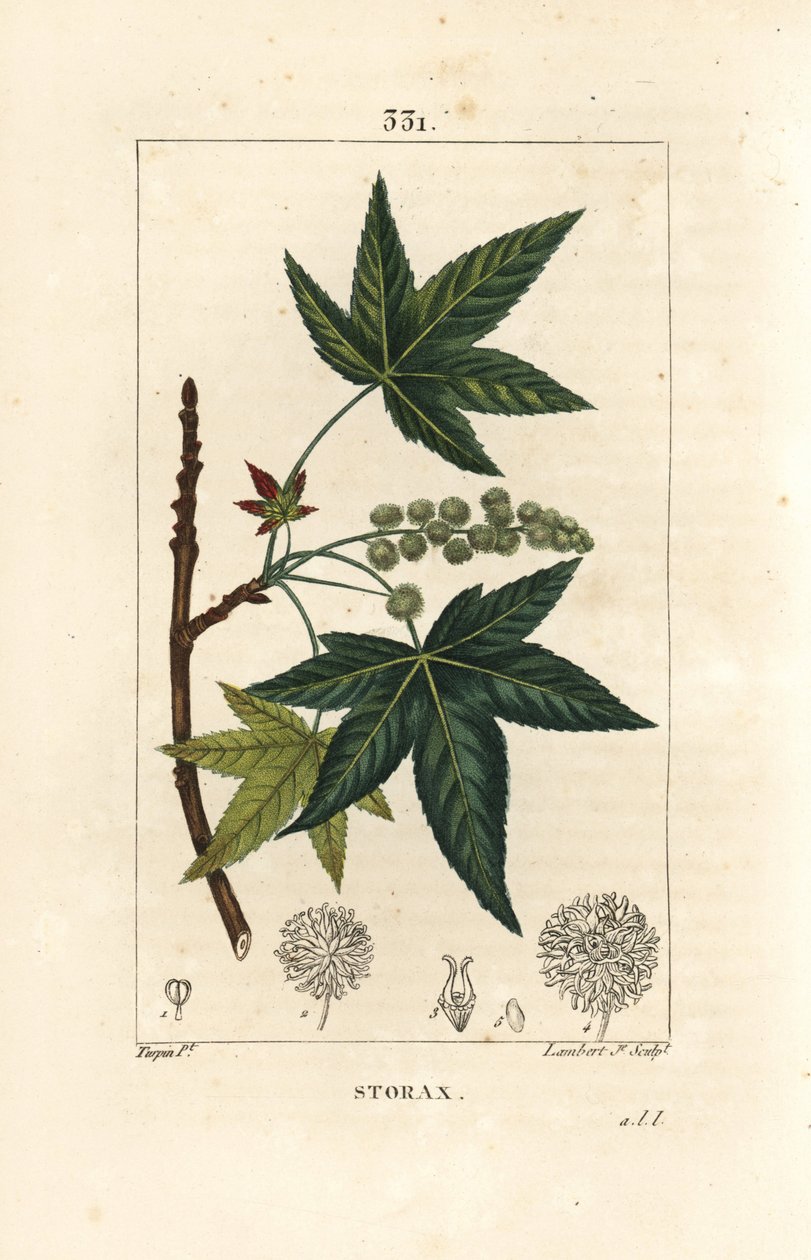 Copalm of America ou Liquidambar - Storax ou âmbar líquido, Liquidambar styraciflua. Gravura em chapa de cobre colorida à mão por Lambert Junior a partir de um desenho de Pierre Jean-Francois Turpin de Chaumeton, Poiret e Chamberet de "La Flore Medicale",  de Pierre Jean Francois Turpin