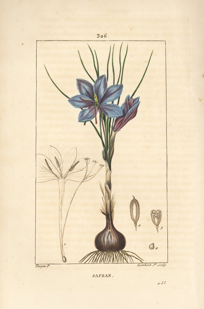 Crocus - Crocus crocus açafrão, Crocus sativus, mostrando flor, folha, caule, bulbo e estigma. Gravura em chapa de cobre colorida à mão por Lambert Junior a partir de um desenho de Pierre Jean-Francois Turpin de Chaumeton, Poiret e Chamberet, "La Flore Med de Pierre Jean Francois Turpin