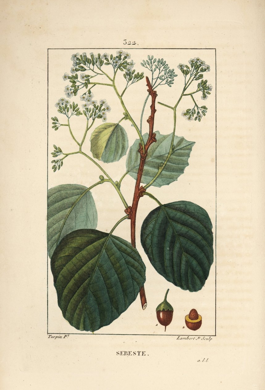 Sebestier doméstico - Ameixa ou lasura assíria, Cordia myxa, com flor, folha, talo e fruto. Gravura em chapa de cobre colorida à mão por Lambert Junior a partir de um desenho de Pierre Jean-Francois Turpin de Chaumeton, Poiret e Chamberet de "La Flore Med de Pierre Jean Francois Turpin