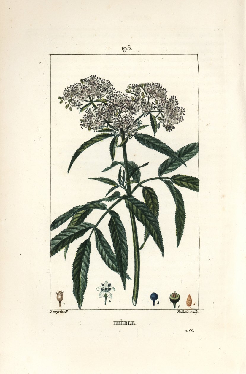 Anão ancião - Anão anão, Sambucus humilis. Gravura em chapa de cobre colorida à mão por Lambert Junior a partir de um desenho de Pierre Jean-Francois Turpin de Chaumeton, Poiret e Chamberet "La Flore Medicale", Paris, Panckoucke de Pierre Jean Francois Turpin
