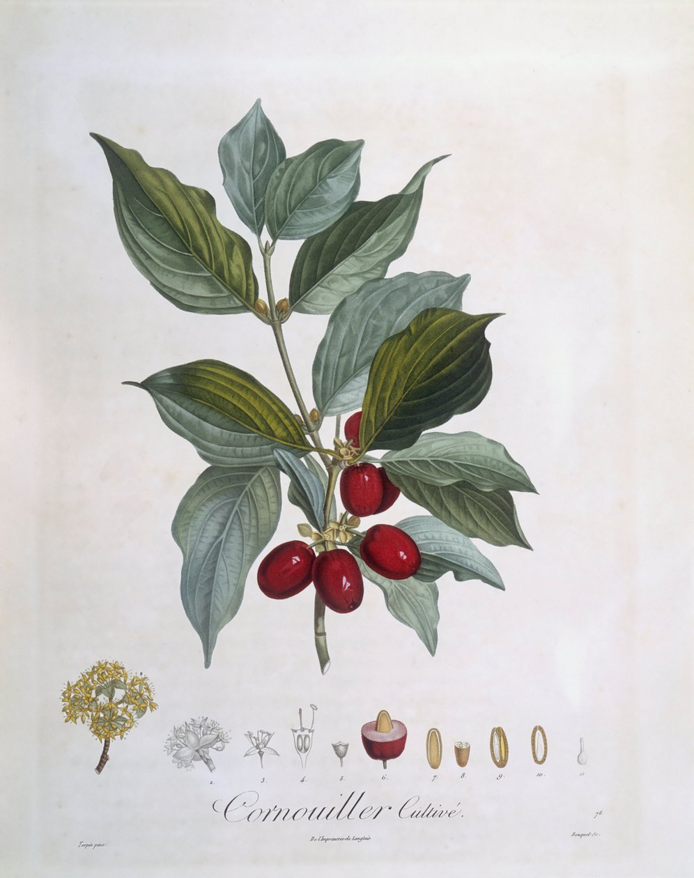 Cornel europeu (Cornus mas), Henry Louis Duhamel du Monceau, placa botânica de Pierre Jean Francois Turpin de Pierre Jean Francois Turpin