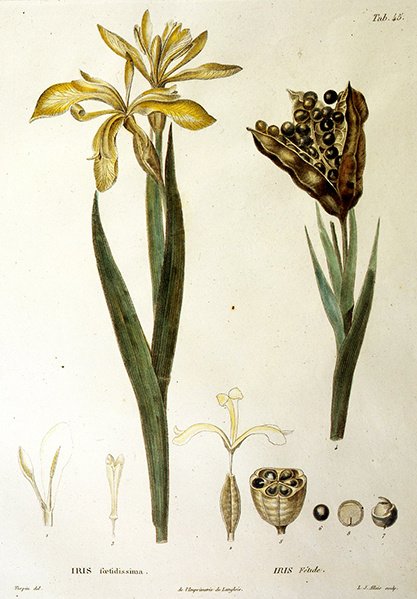 Fetid Iris, gravada por L. J. Allais (gravura colorida à mão) de Pierre Jean Francois Turpin