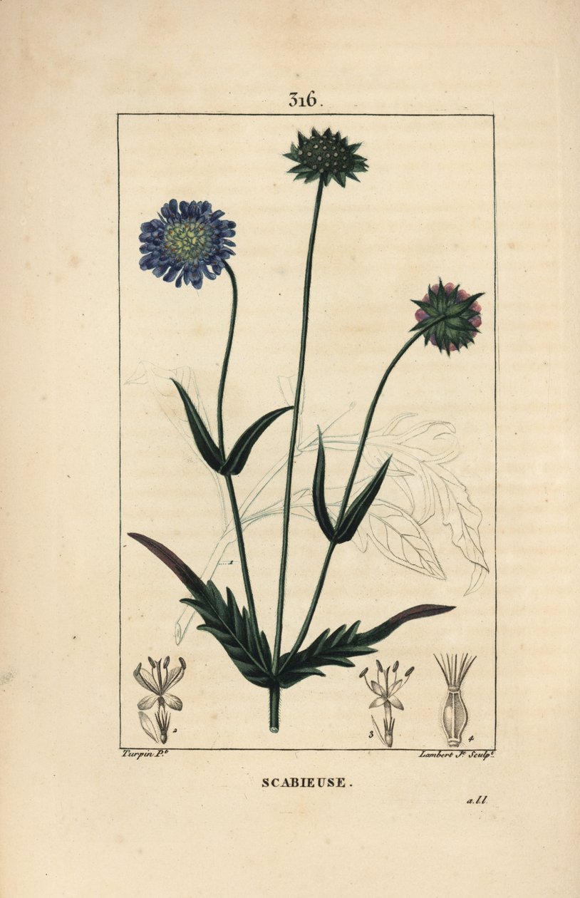 Knautie do campo ou sarna do campo - Sarna do campo, Knautia arvensis, com flor, folha, talo, semente e contorno foliar. Gravura em chapa de cobre colorida à mão por Lambert Junior a partir de um desenho de Pierre Jean-Francois Turpin de Chaumeton, Poiret  de Pierre Jean Francois Turpin