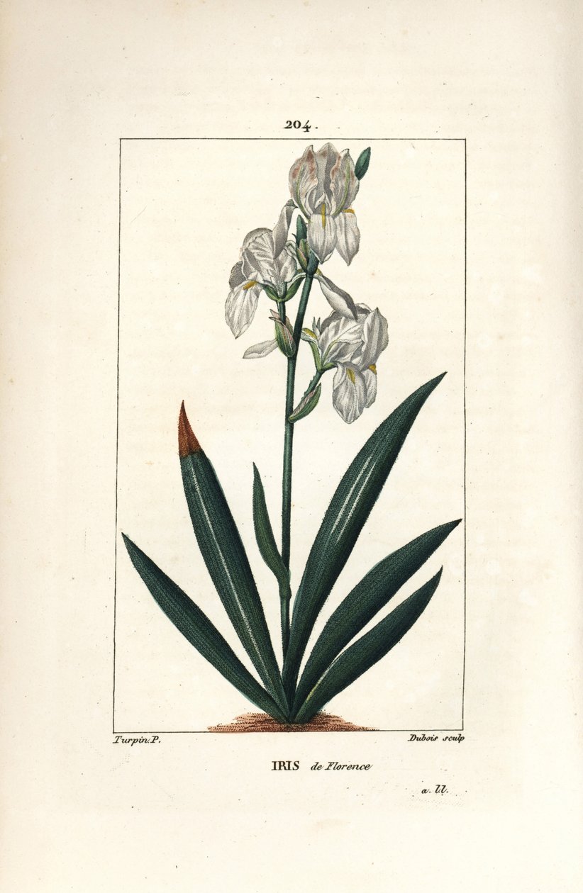 Florentiner Schwertlilie, Iris florentina, Blume und Blatt. Handkolorierter Kupferstich von Dubois nach einer Zeichnung von Pierre Jean-Francois Turpin aus Chaumeton, Poiret und Chamberet