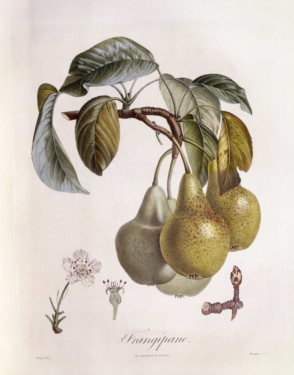 Frangipane (Plumeria) frutas Henry Louis Duhamel du Monceau, placa botânica de Pierre Jean Francois Turpin de Pierre Jean Francois Turpin