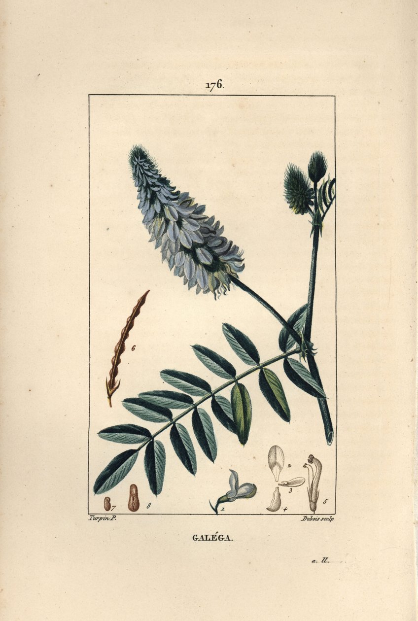 Galega - Arruda de cabra, Galega officinalis, com flor, folha e semente. Gravura em chapa de cobre colorida à mão por Dubois a partir de um desenho de Pierre Jean-Francois Turpin de Chaumeton, Poiret e Chamberet "La Flore Medicale", Paris, Panckoucke de Pierre Jean Francois Turpin