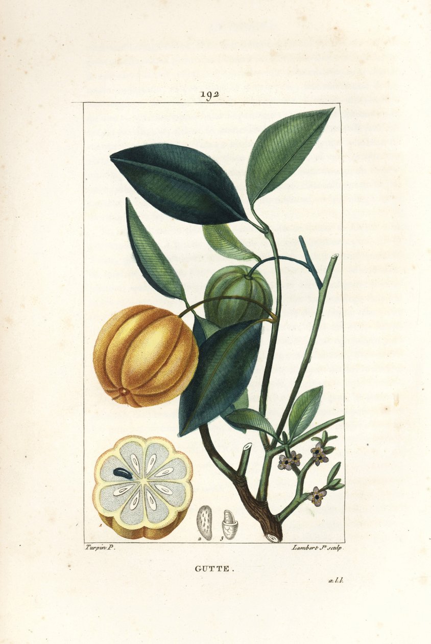 Garcinia gummi gutta ou Malabar Tamarinier, Gambooge, Brindall Bay - Gum guttae, Cambogia gutta, com fruto, folha, flor e fruto em secção. Gravura de chapa de cobre colorida à mão por Lambert Junior a partir de um desenho de Pierre Jean-Francois Turpin de Pierre Jean Francois Turpin