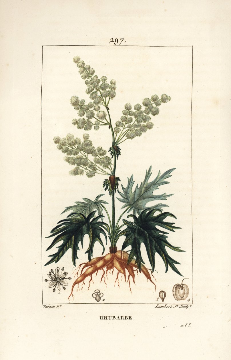 Ruibarbo de jardim - Ruibarbo, Rheum rhabarbarum (Rheum palmatum), com flor, pedúnculo, folha, semente e raiz. Gravura em chapa de cobre colorida à mão por Lambert Junior a partir de um desenho de Pierre Jean-Francois Turpin de Chaumeton, Poiret e Chambere de Pierre Jean Francois Turpin