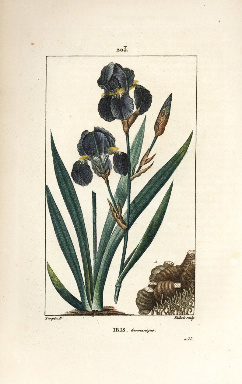 Íris alemã ou Íris de jardim - Flor azul de luce, Íris germanica, folha, flor e raiz. Gravura em chapa de cobre colorida à mão por Dubois a partir de um desenho de Pierre Jean-Francois Turpin de Chaumeton, Poiret e Chamberet de "La Flore Medicale", Paris de Pierre Jean Francois Turpin